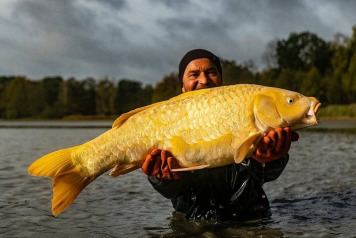 Annual Draining and Netting - 2