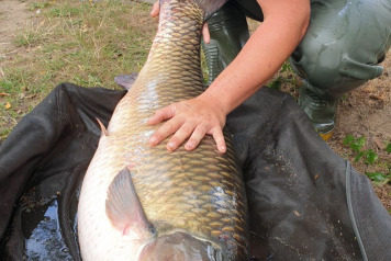 A New Lake Record Grass Carp - 1