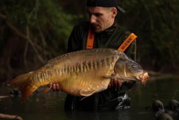 Two linear carp, two real gems - 2