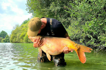 A beautiful mirror carp - 1