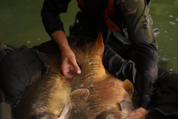 Two linear carp, two real gems - 1