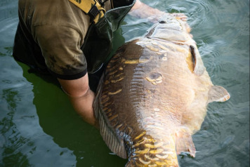 The magnificent ‘fully’ carp - 3