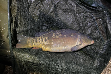 Work Party Update - 2