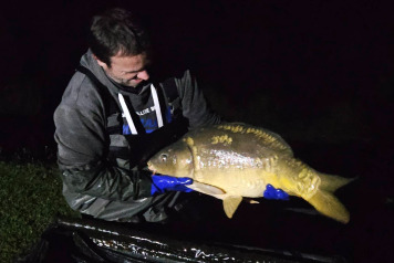 Additional Stocking - 5