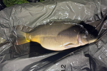 New Arrivals at Deux Iles - 6