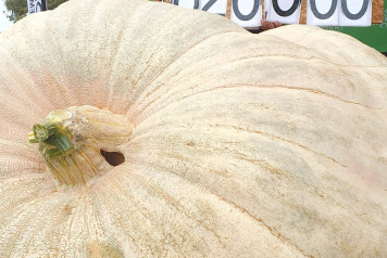 Giant pumpkins photos - 1
