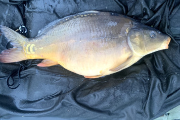 Laroussi 2026 winter news continued - 2