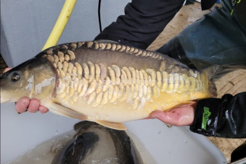 Laroussi 2026 winter news continued - 7