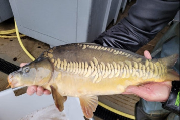 Laroussi 2026 winter news continued - 3