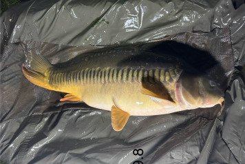 New Arrivals at Deux Iles - 1