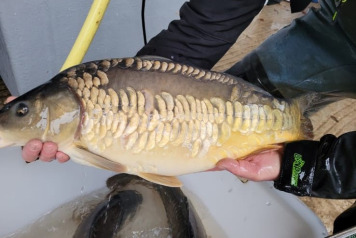 Another incredible growth story! - 3