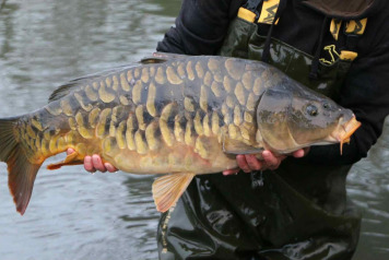 Stunning 50lb Fully - 1