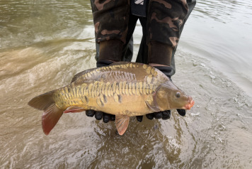 Additional Stock - 12