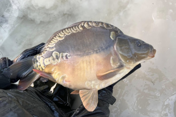 Final stocking For This Winter - 3