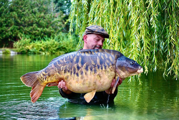 Stunning 50lb Fully - 2