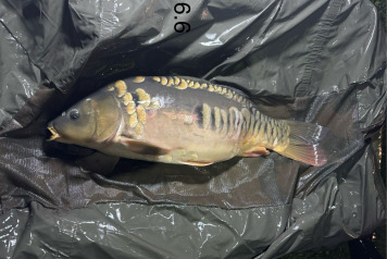 New Arrivals at Deux Iles - 11