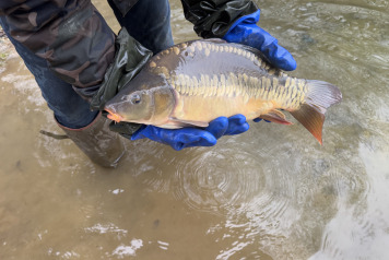 Additional Stock - 3