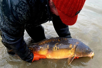 More Stunning New Arrivals in the Lake - 4