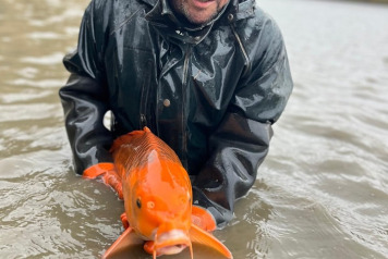 Annual draining and netting - 4