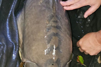 50th Birthday Celebrations - 2