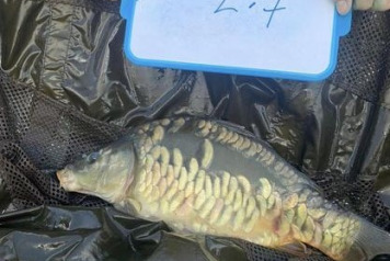 What an Evolution - 1