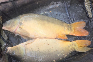 Single angler record - 4