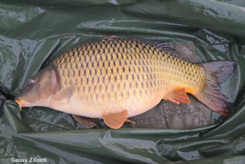 Additional Stock - 3