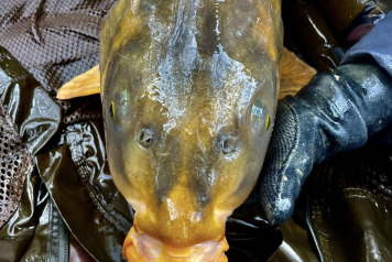 Additional Stocking - 1