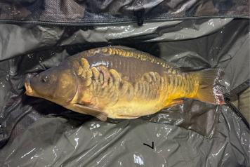 New Arrivals at Deux Iles - 13