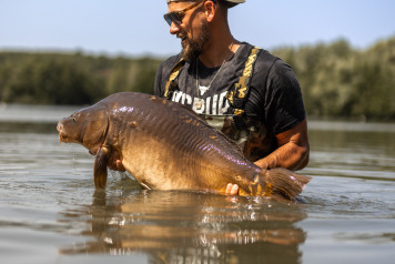 Summer Session on Lepinet - 3