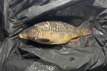 New Arrivals at Deux Iles - 9