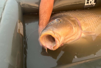 ANOTHER 60LB+ MONSTER FROM SEIGNEURIE LAKE! 🤯🔥 - 2
