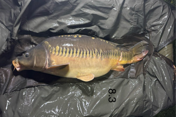 New Arrivals at Deux Iles - 4