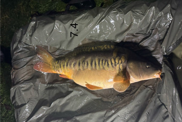 New Arrivals at Deux Iles - 3