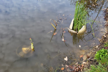 Second Pond Update - 13