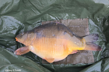 Additional Stock - 1