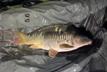 New Arrivals at Deux Iles - 8