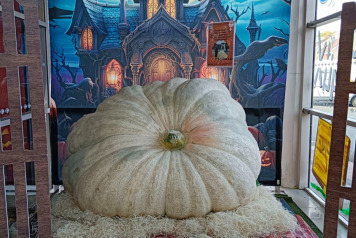 Giant Pumpkins! - 1