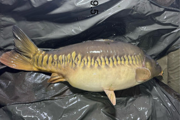 New Arrivals at Deux Iles - 5