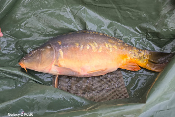 Additional Stock - 5