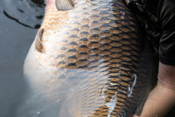 The common of a lifetime - 3