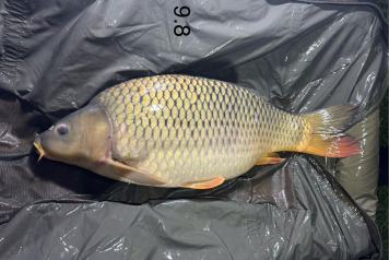 New Arrivals at Deux Iles - 12