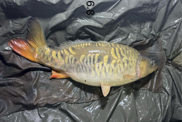 New Arrivals at Deux Iles - 14