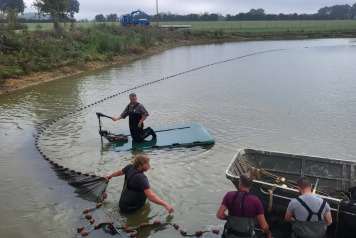 Netting & stock check - 2