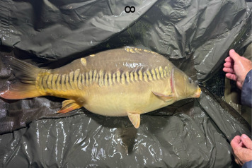 New Arrivals at Deux Iles - 10