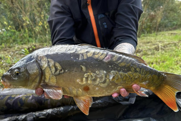 Magnificent Fish - 2