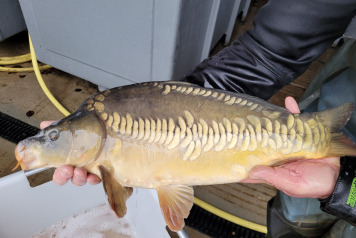 Incredible Growth at Laroussi! - 1