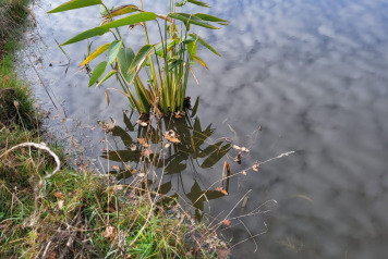 Second Pond Update - 14