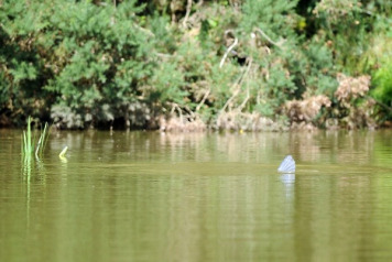 Bill & Linda's Excellent Adventure - 4