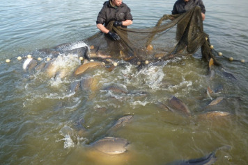 More New Arrivals - 1